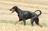 DOBERMANN 975